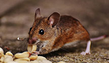 24 Hour & Emergency Exterminators in Cedar City, UT